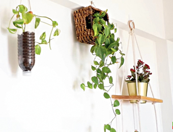 From edibles and flowering plants to succulents, she grows them all
