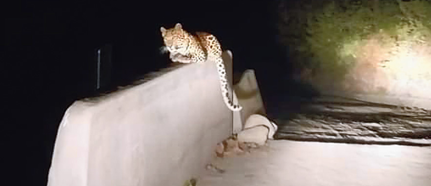 The leopard near the Happy Valley tea garden.