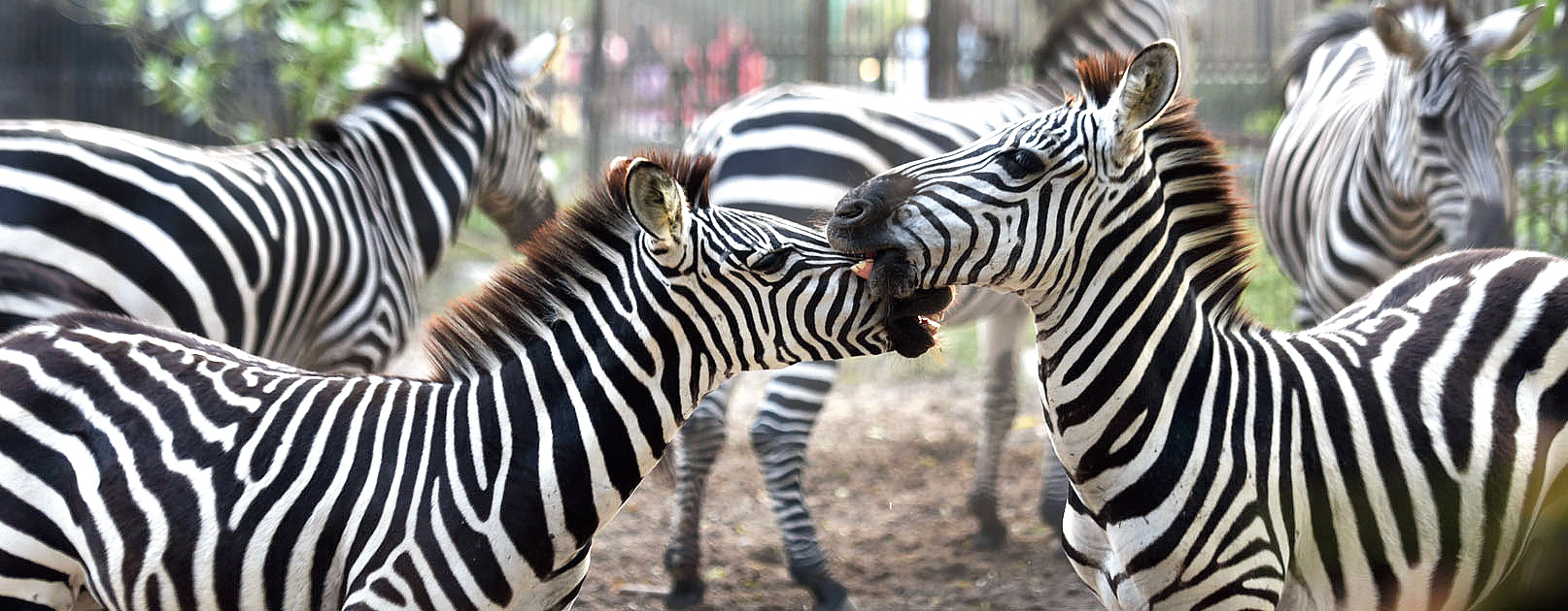 Zebras at Alipore zoo.
