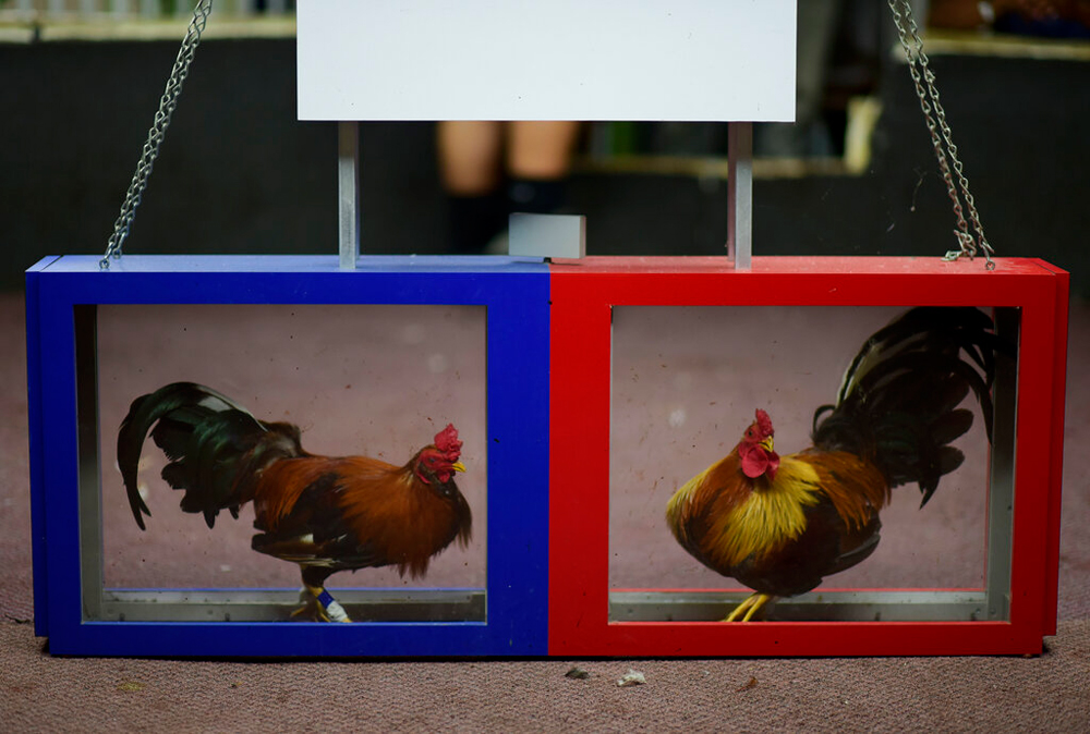 Fight night at the Campanillas cockfighting club in Toa Baja, Puerto Rico, on December 18