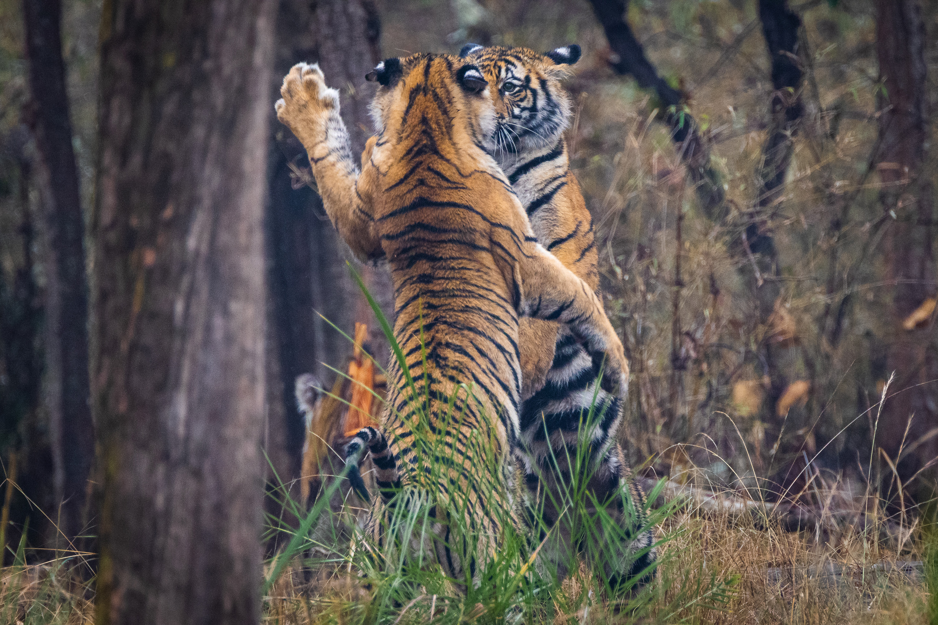 Tiger, Tiger (Not) Burning Bright - Wildlife SOS