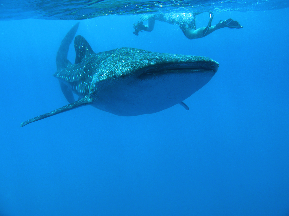 A whale shark with a snorkeling diver in Don-sol Bay at Philippines.
