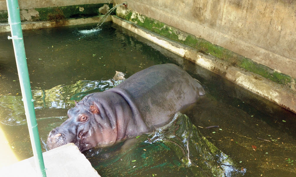 A hippopotamus inside Jawaharlal Nehru Biological Park in Bokaro last week.