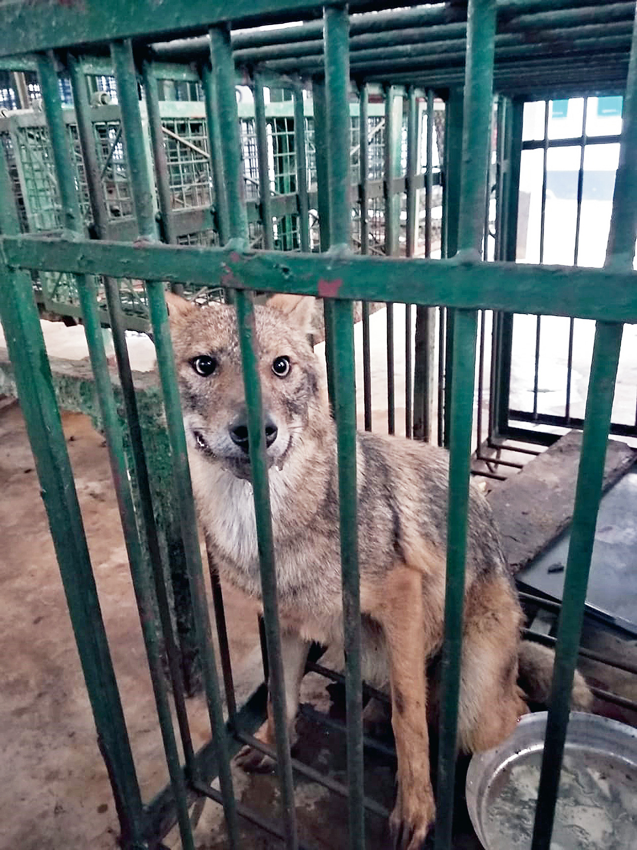 Morning walkers rescue trapped jackal in Calcutta suburb - Telegraph India Morning walkers rescue trapped jackal in Calcutta suburb - Telegraph India