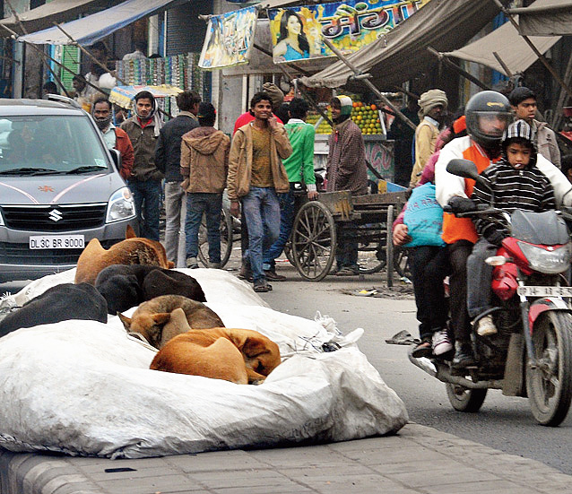 Spare a thought, and a sweater, for stray animals - Telegraph India