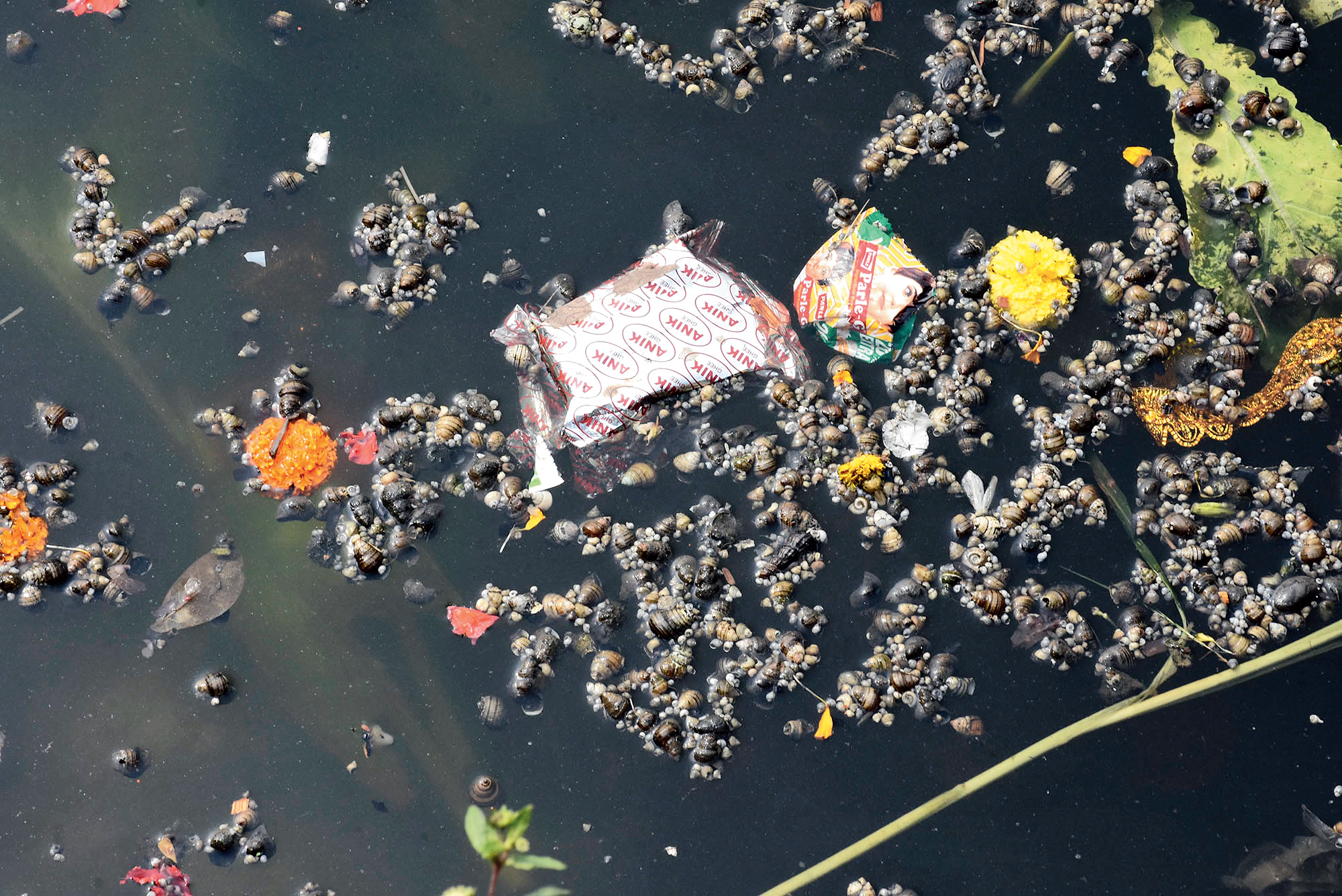 Snails float on the water surface the day after Chhath puja