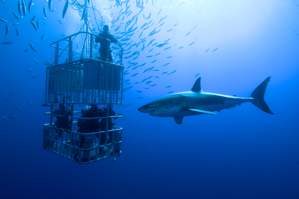 According to one estimate, 100 million sharks are killed each year in commercial fishing
