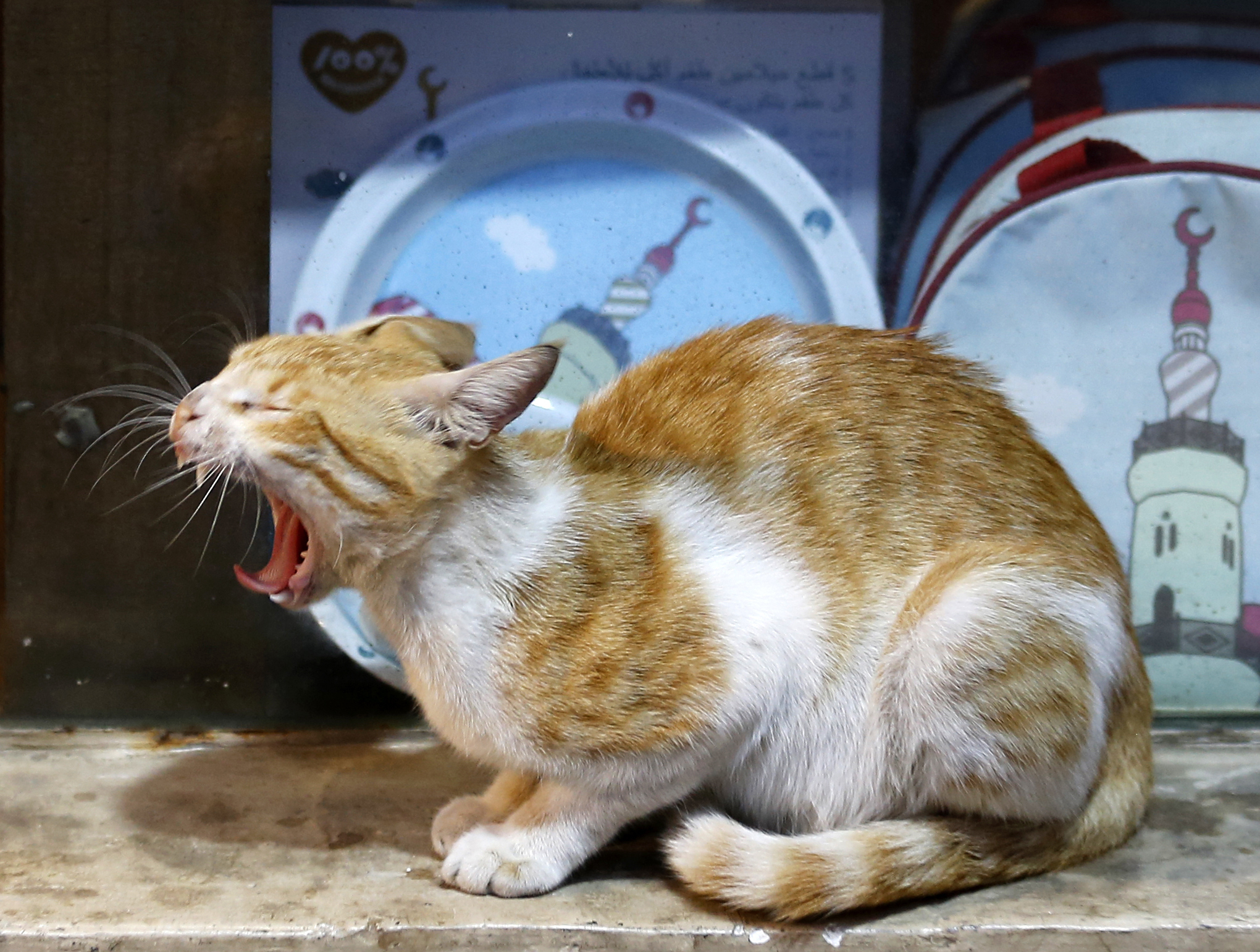 A cat yawns as it sets at a bazar in Jiddah old city, Saudi Arabia, on December 31, 2019