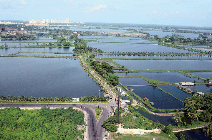 East Calcutta Wetlands, through which runners will pass