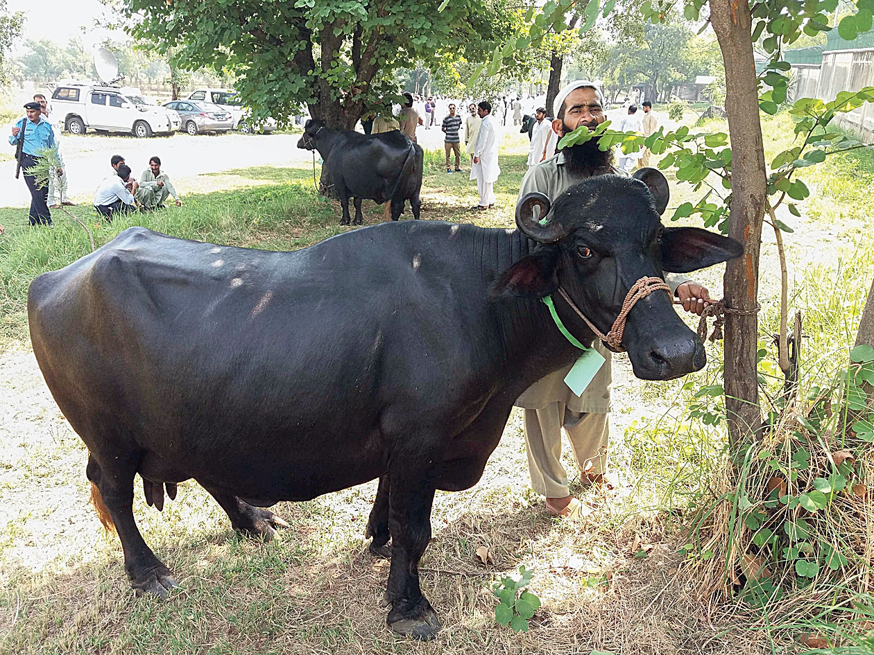 A man checks a buffalo during the auction in Islamabad on Thursday.