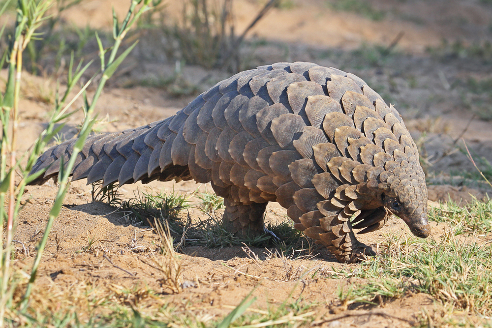The ground-up scales of pangolins supposedly cure cancer and asthma, but are also implicated in passing the Wuhan virus to human beings