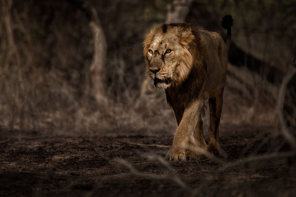 Asiatic lion in Gir National Park 