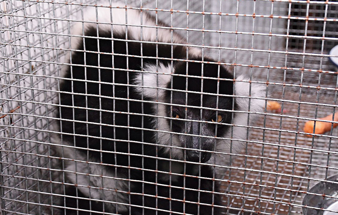 A Black-and-White Ruffed Lemur that was rescued at the airport on Saturday.
