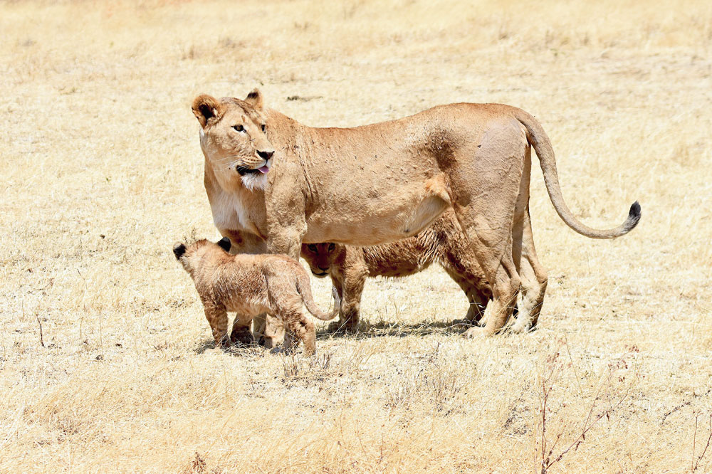Playful cubs with their mother