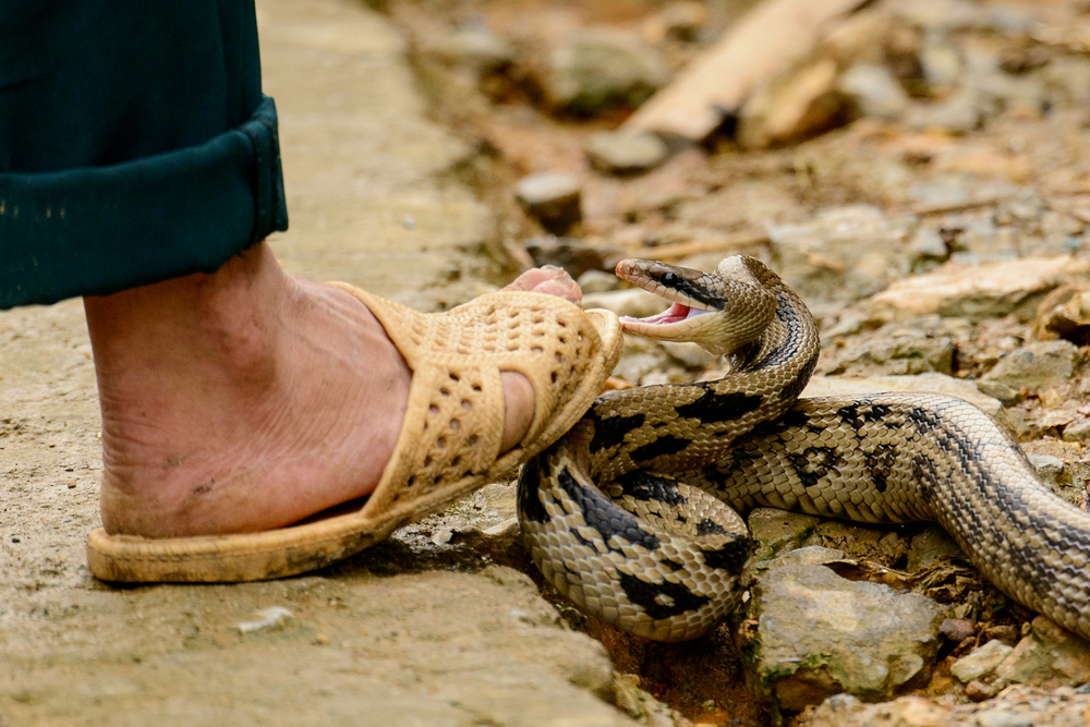 Arunachal Pradesh  Pit viper discovered in Arunachal Pradesh - Telegraph  India