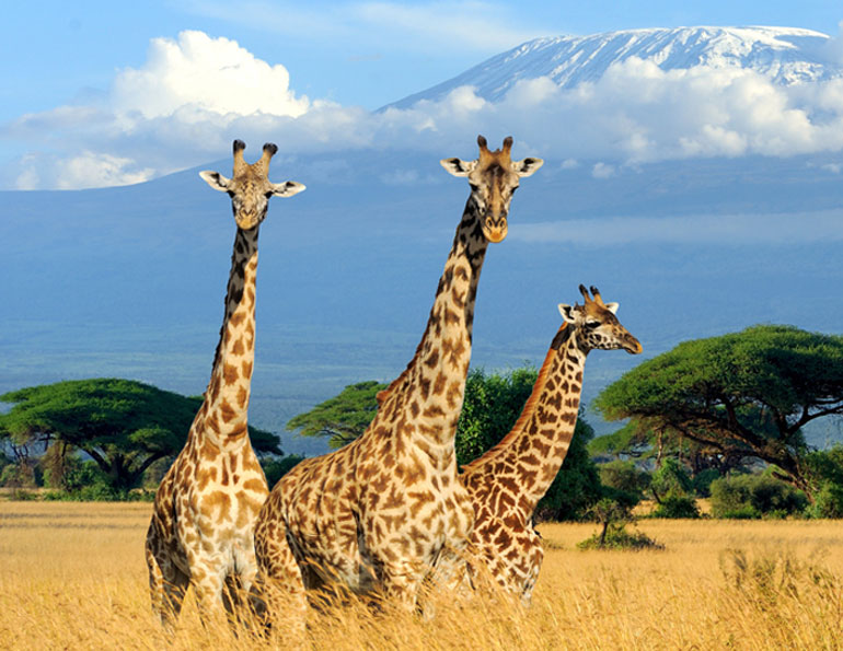 Giraffes are likely to benefit more from peacebuilding, humanitarian relief and economic development of African countries than from unilaterally adopted foreign regulations
