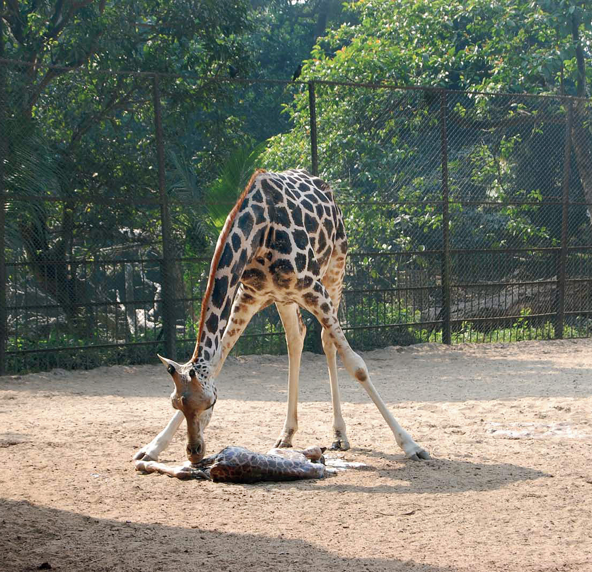 Lakshmi, an eight-year-old giraffe at Alipore zoo, with her newborn after giving birth on New Year’s Eve. 

