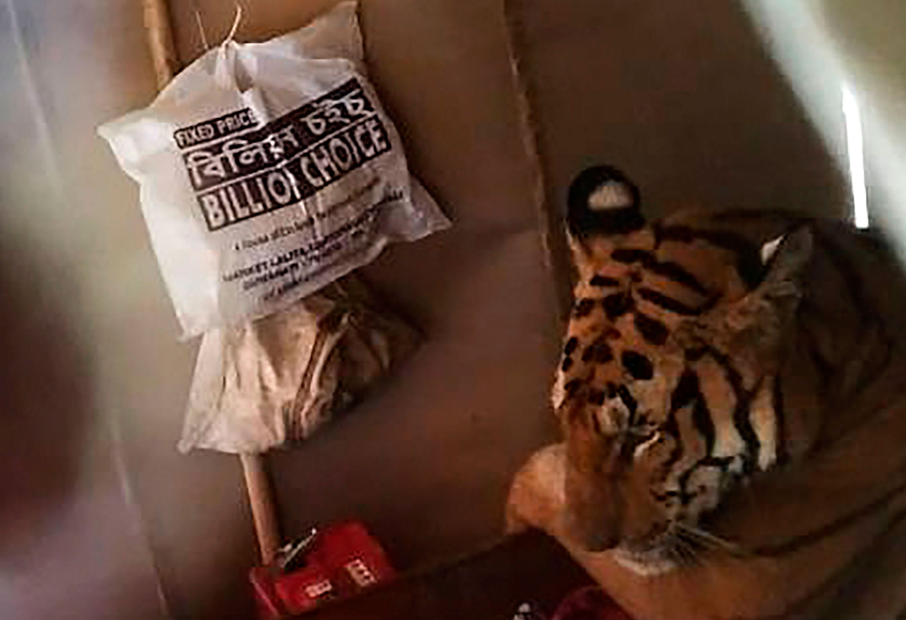 This picture of a Royal Bengal tiger on a local resident's bed at Harmoti, near Kaziranga National Park, depicts the plight of animals as Assam battles its worst deluge in a decade