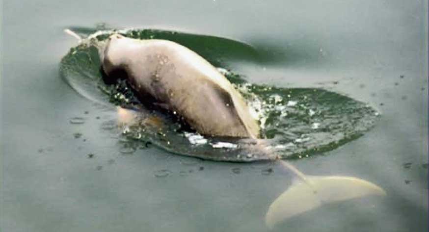 A Gangetic dolphin. 