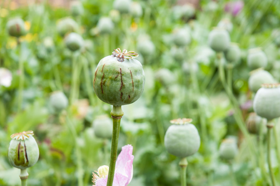 An opium field