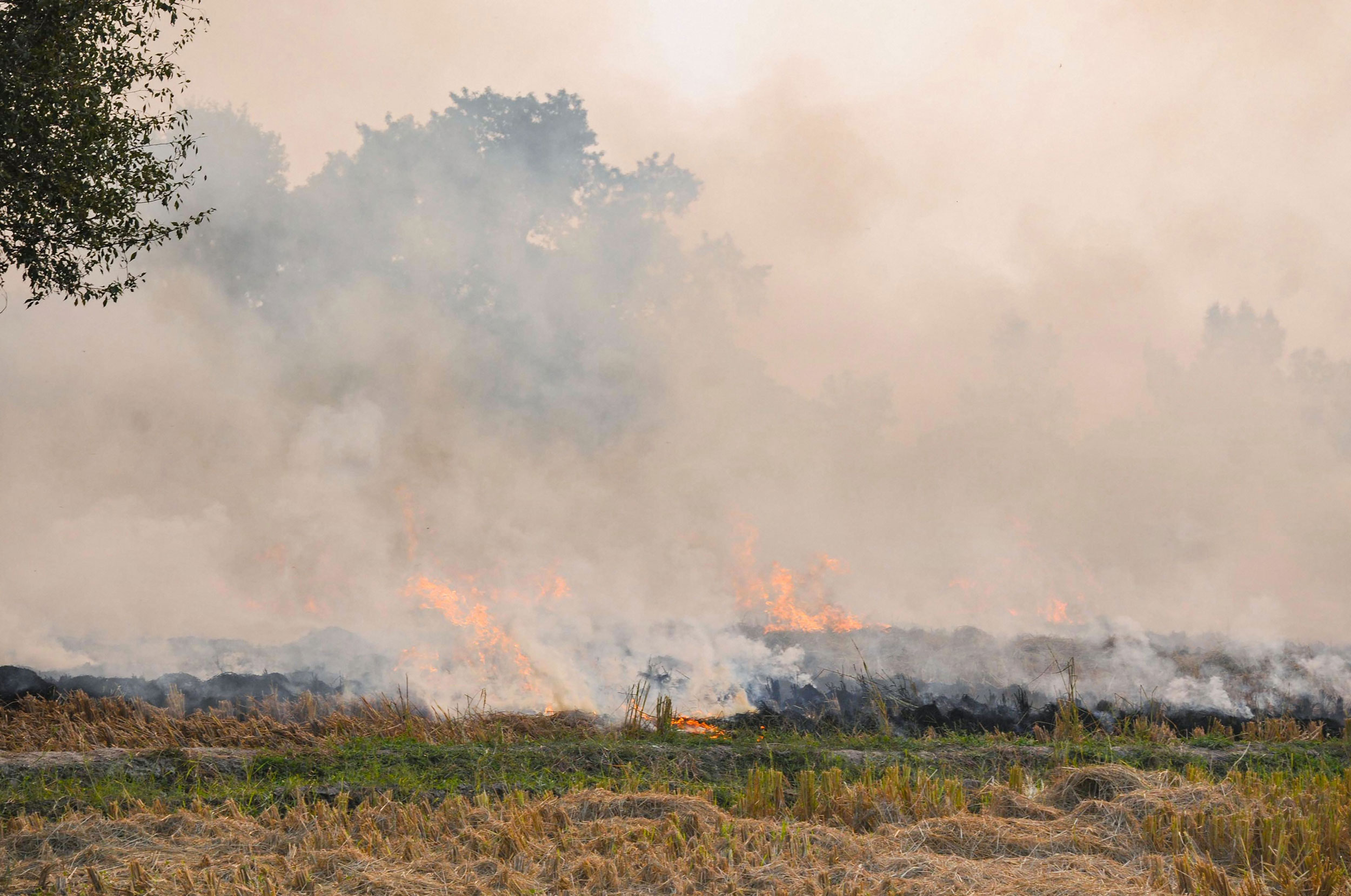 Paddy stubble burns in a farm on the outskirts of Amritsar on October 31, 2019. Delhi is being choked, as is the case now every year, with smog, some of which is undoubtedly the result of the burning of stubble in Punjab. 