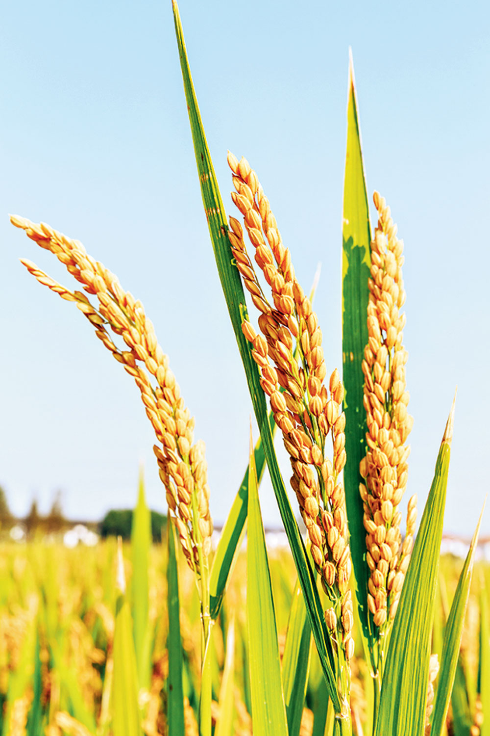 Golden Rice was developed to combat Vitamin A deficiency. But there are simpler dietary alternatives.