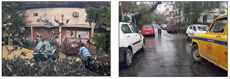Pigeons being fed in front of CK Market. Cars parked on both sides of the road in BK Block