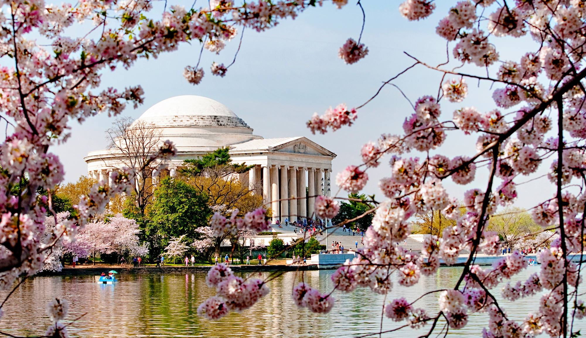 Japanese Cherry Blossom Trees, Tidal Basin