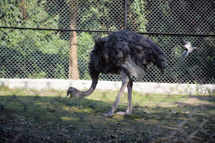 The ostrich at Tata Steel Zoological Park in Bistupur, Jamshedpur, on Saturday. 