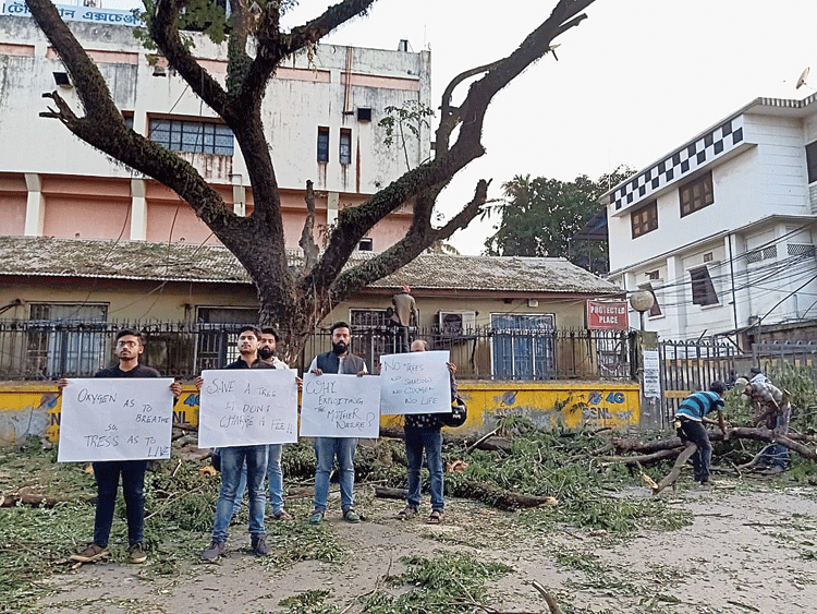 Youths protest in front of a felled tree in Agartala. 