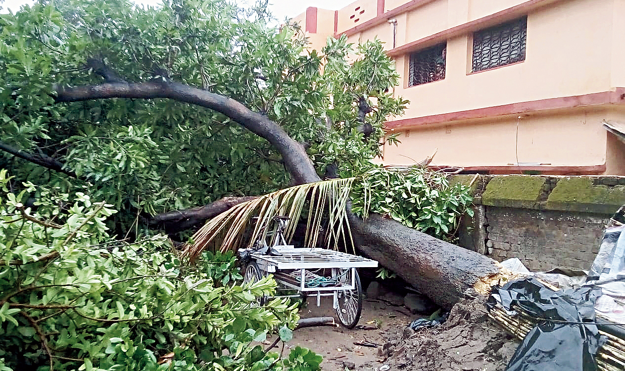 A tree uprooted at Durlabhpur village in Bankura on Friday. 
