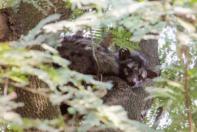 The large Indian civet spotted on Sunday. 

