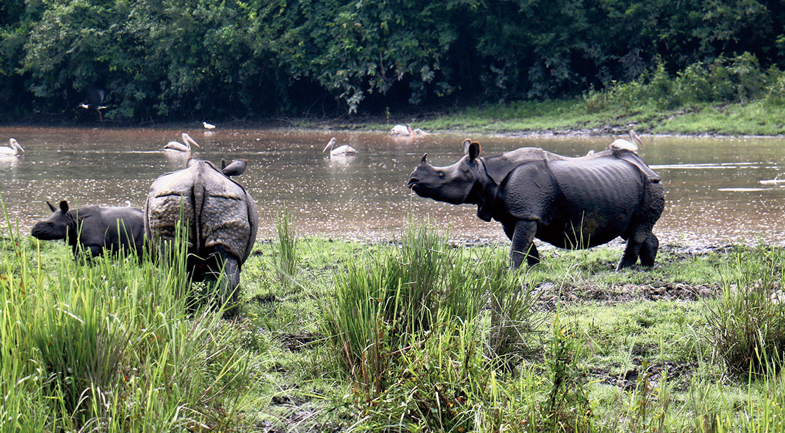 Kaziranga National Park, a World Heritage Site, is the abode of one-horned Indian rhinoceros that attracts wildlife buff, nature lovers and researchers from across the globe.
