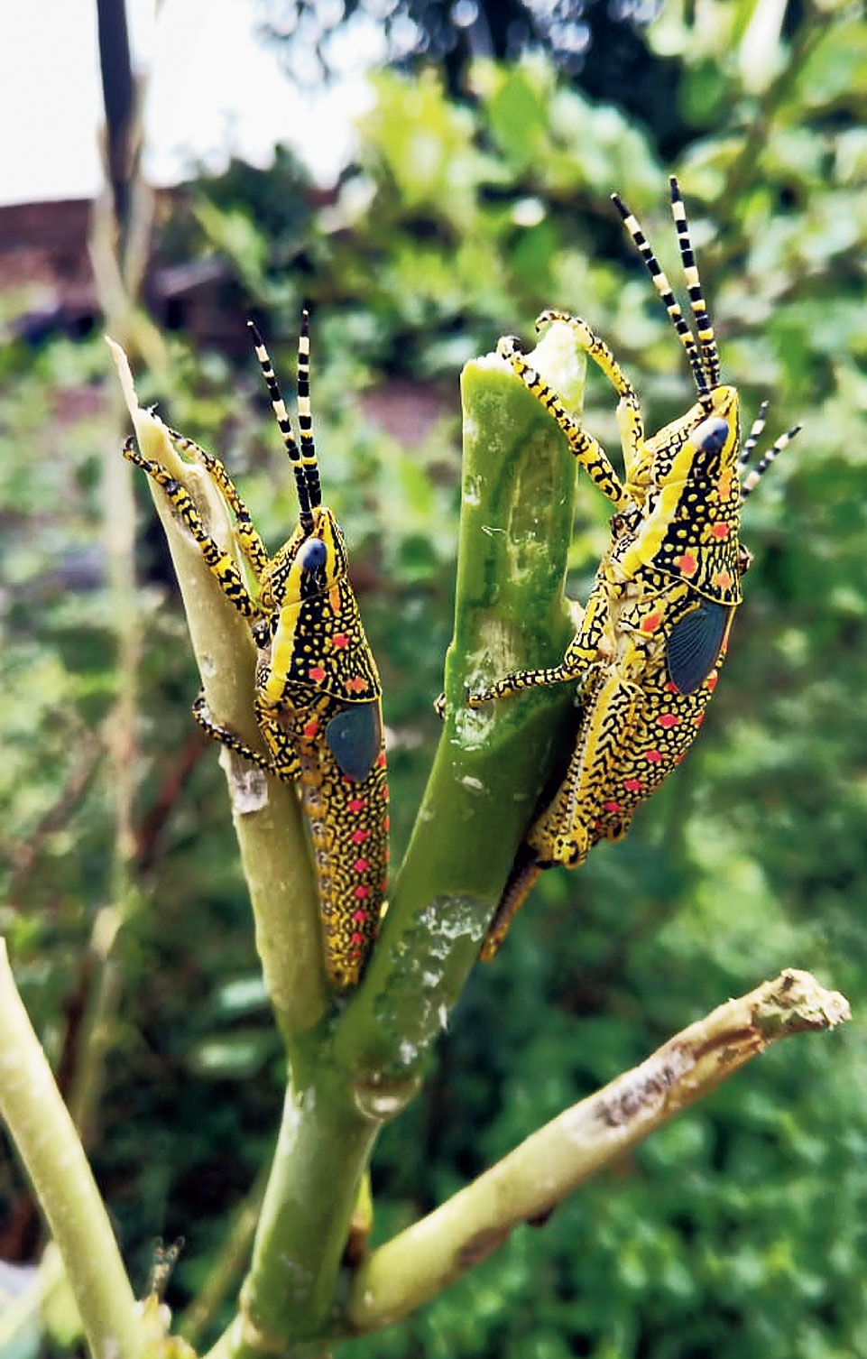 Locusts on a plant in Kaimur district. 