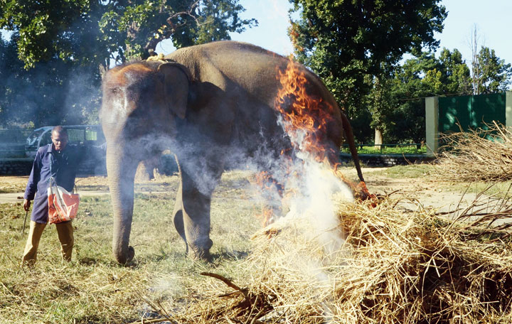 A mahout burns a bonfire near elephant Lakhi at Birsa zoo in Ranchi.