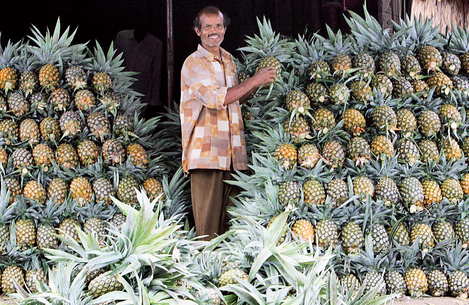 Pineapples in Bidhannagar near Siliguri. 
