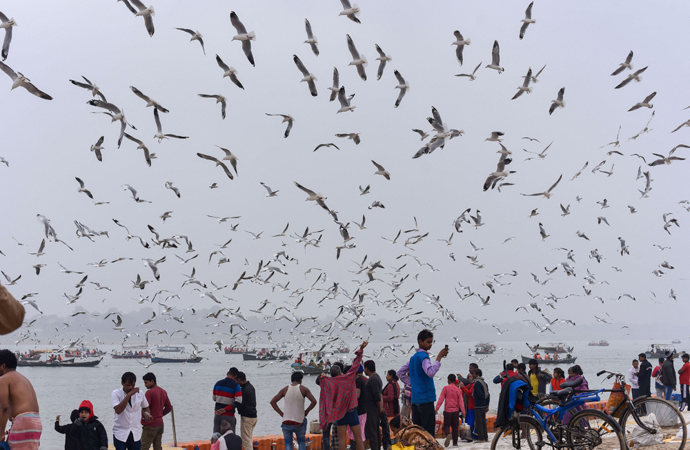 Birds fly about a ghat as devotees take bath in Allahabad on January 3