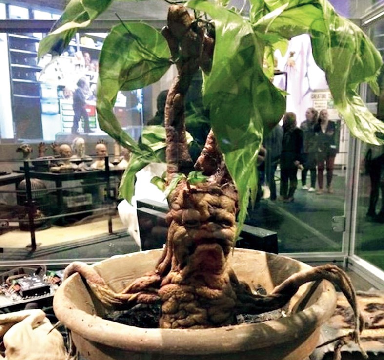 A mandrake root from the Warner Bros. Studio Tour London – The Making of Harry Potter