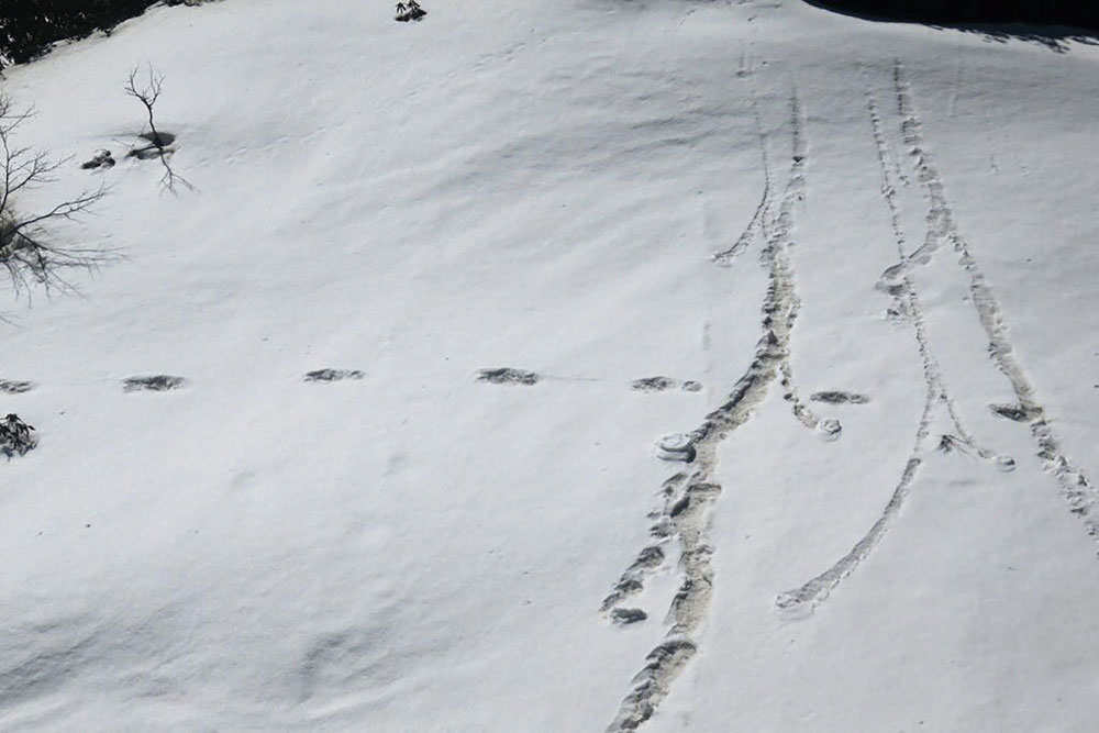 Footprints which were sighted by an Indian Army expedition team near the Makalu Base Camp in Nepal on Tuesday