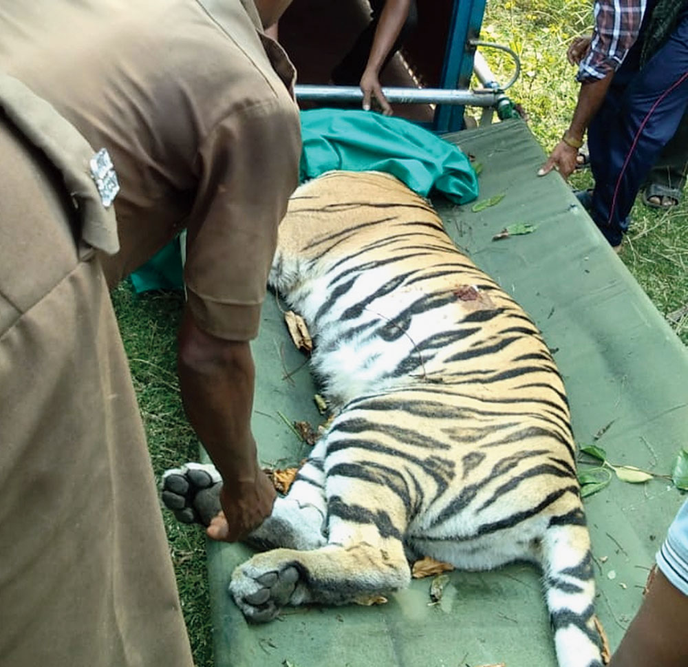 A tranquillised Sundari being shifted from Satkosia. 