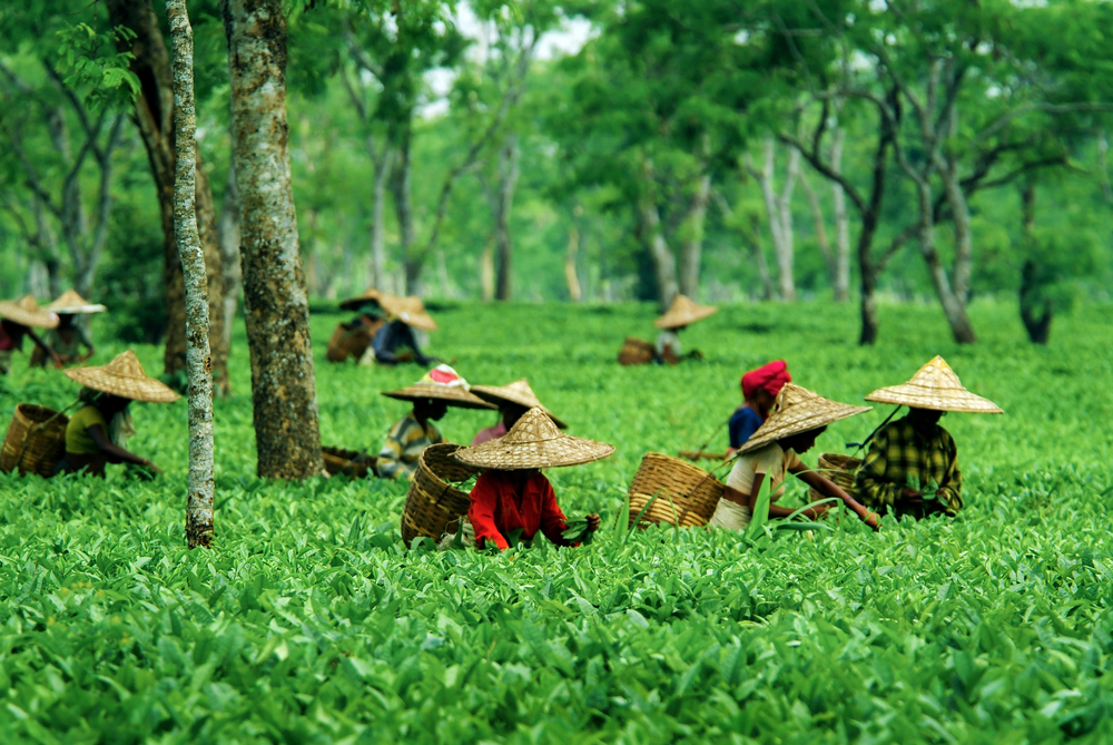 assam-assam-tea-industry-appeals-for-relief-from-agricultural-income