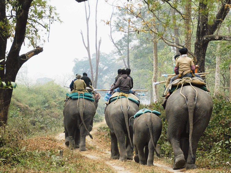 Mounted on elephants, members of a team to vaccinate animals against anthrax move through the Jaldapara park. 
