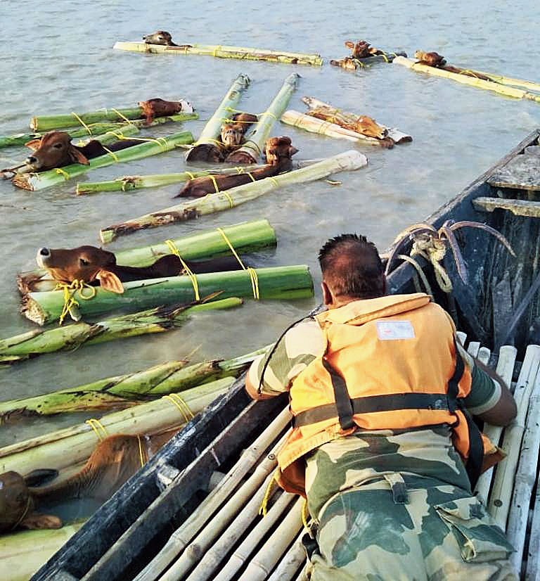 A BSF man on a boat approaches the animals being smuggled into Bangladesh at Sovapur in Malda on Thursday