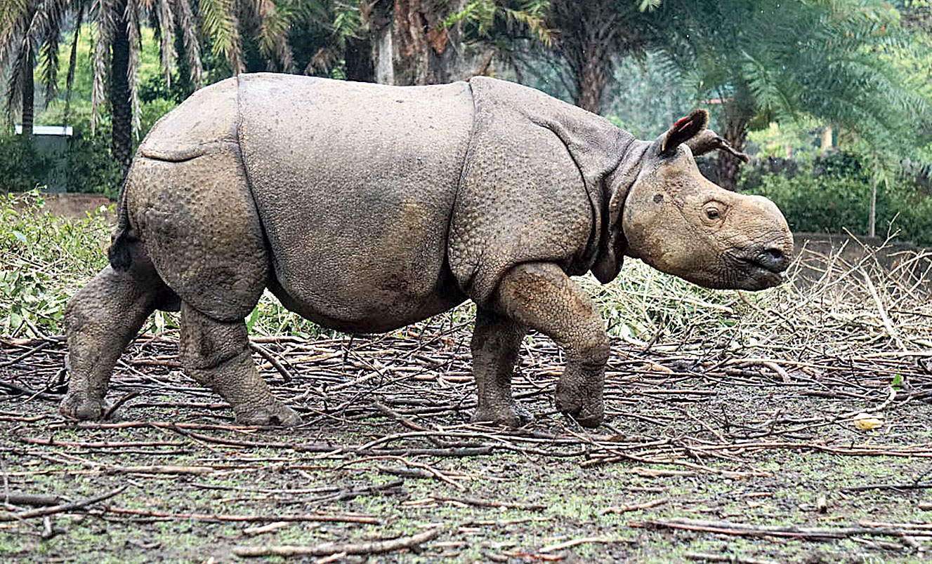 Gauri, a one-horned rhino, at the Guwahati zoo
