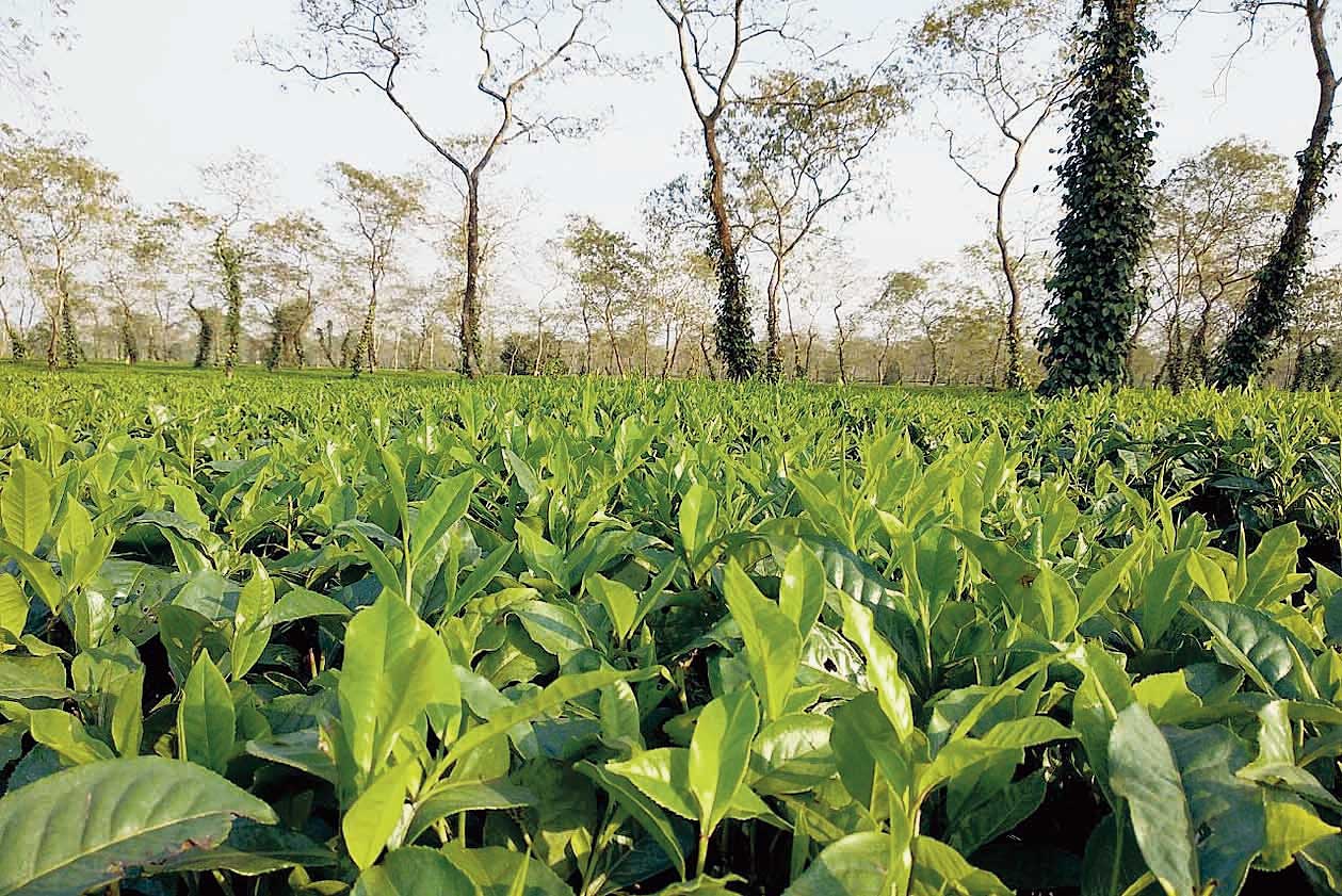 A tea garden in Assam
