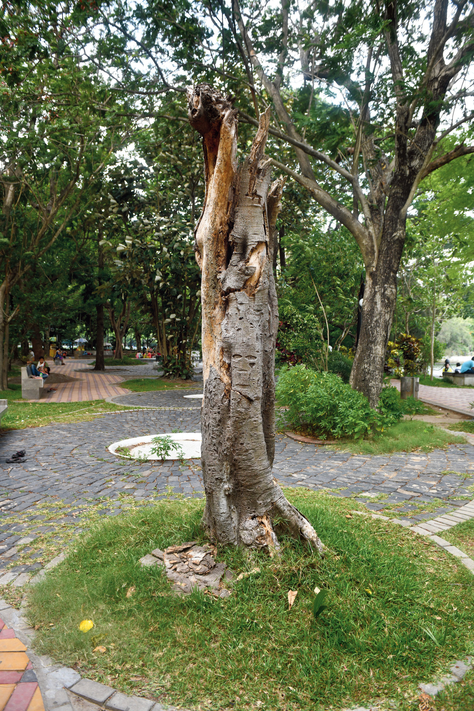 The trunk of a dead tree