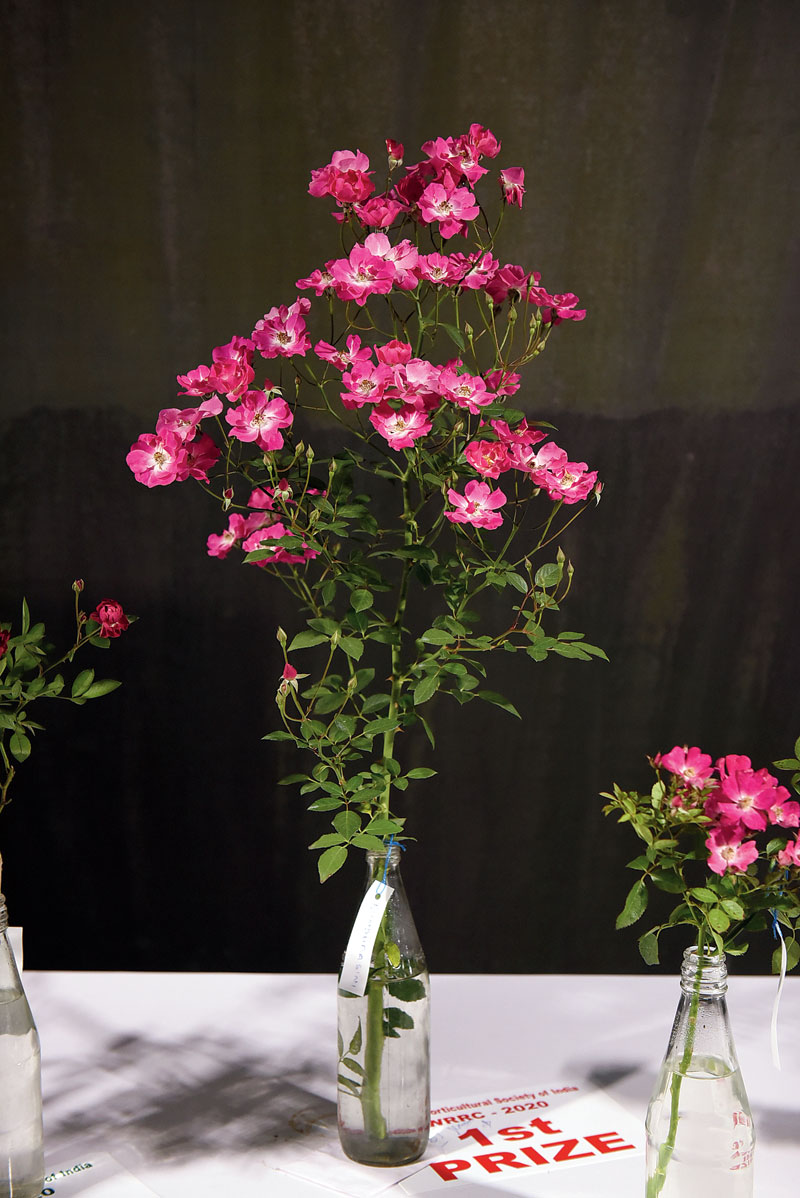 Bindubasini Indian Floribunda: The Floribunda variety offers a cluster of small flowers per stem. The Bindubasini, an Indian Floribunda variety, has a cluster of small pink flowers with a white centre.