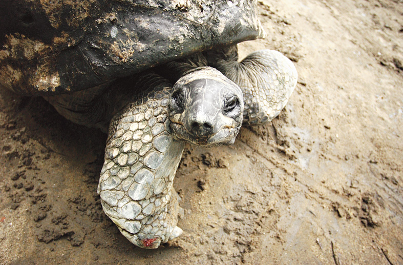 Adwaita, the Aldabra giant tortoise