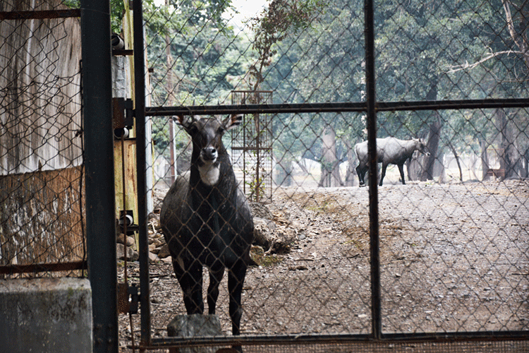 A nilgai at Tata zoo on Wednesday. 
