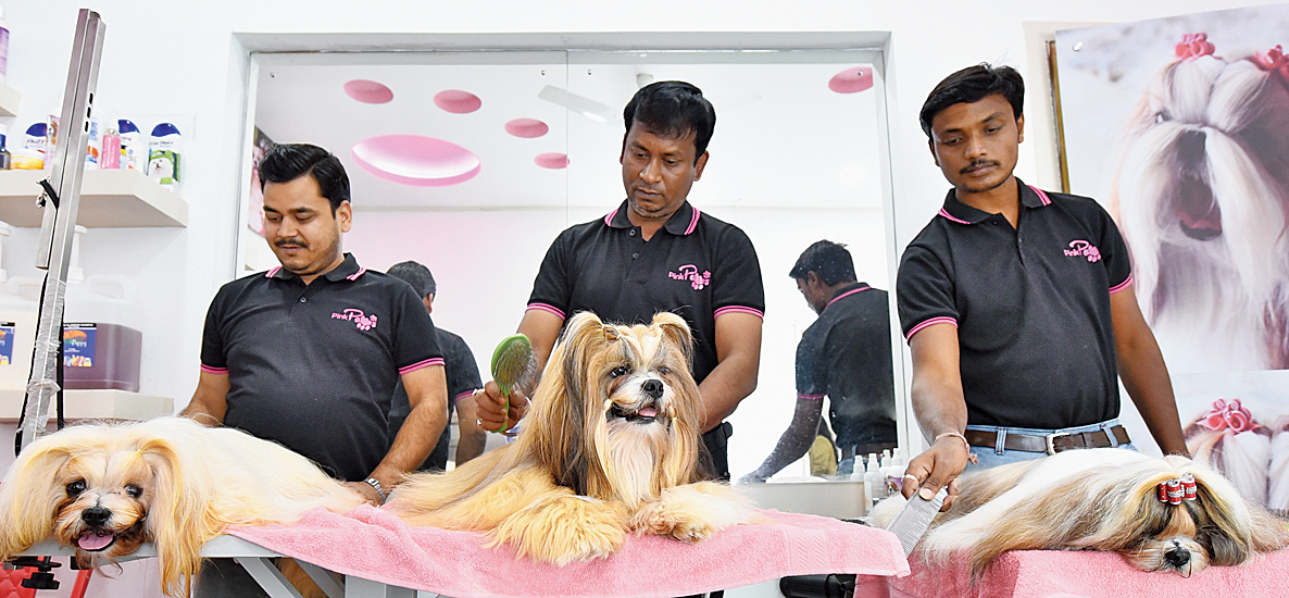 Shih Tzus get groomed at Pink Paws 